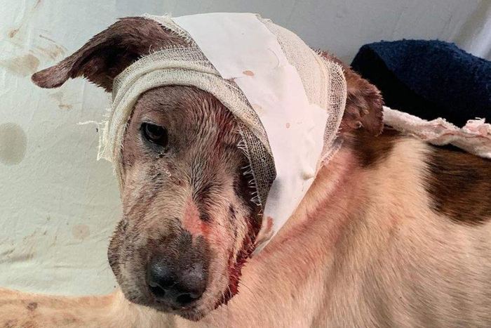 Cachorro com curativo na cabeça após agressão