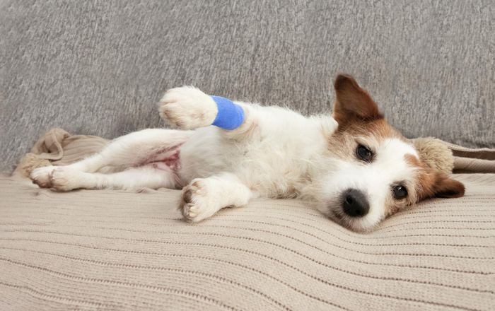 Cachorro deitado com pata engessada