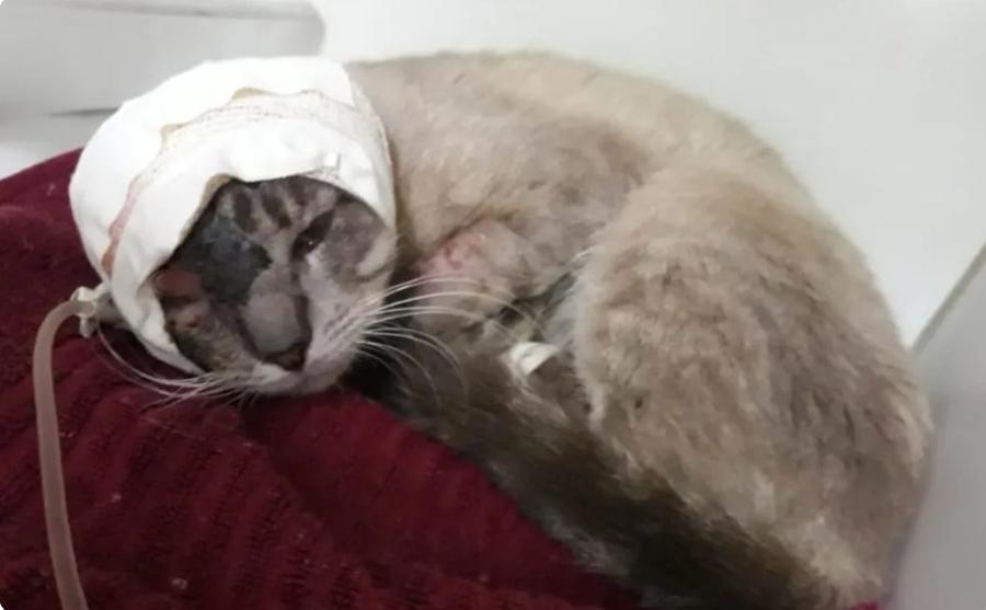 Gato com ferida na pata
