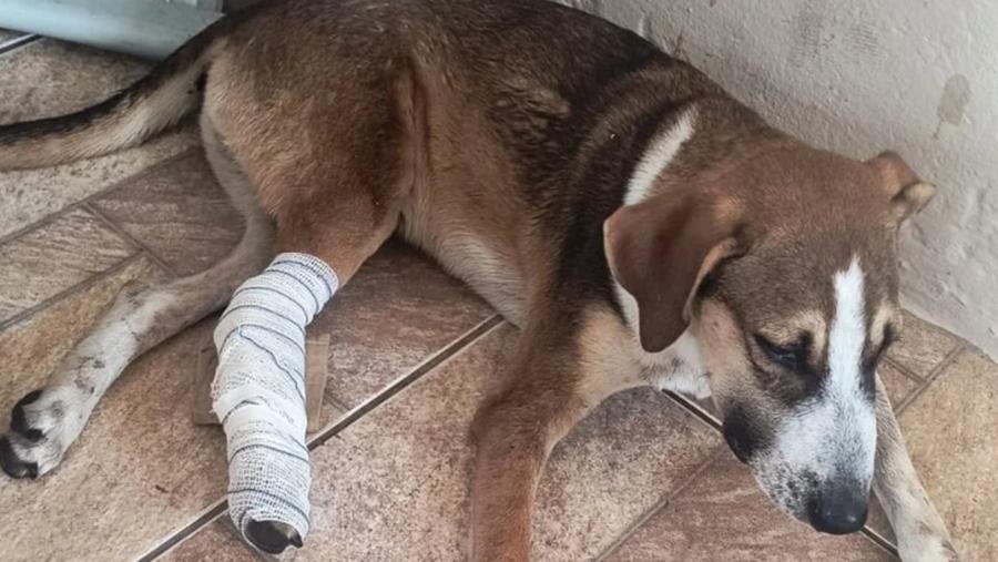 Cachorro com bandagem na pata