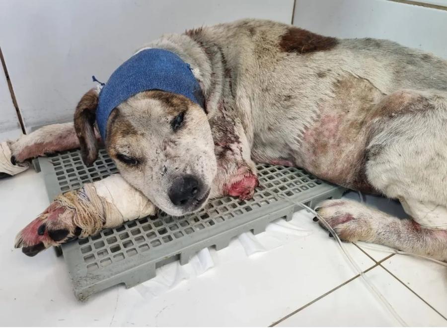 Cão com curativo